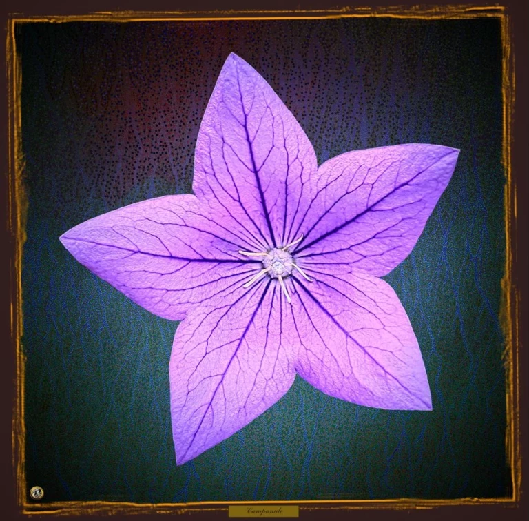 Campanule