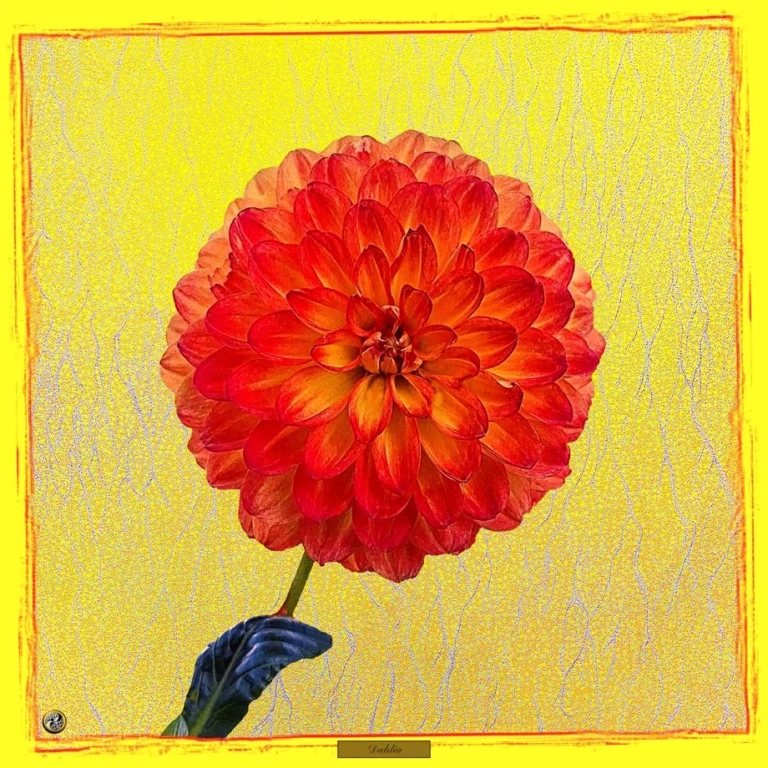 Dahlia3