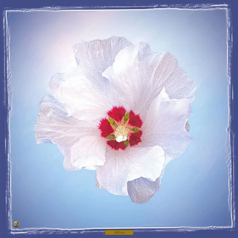 Hibiscus blanc