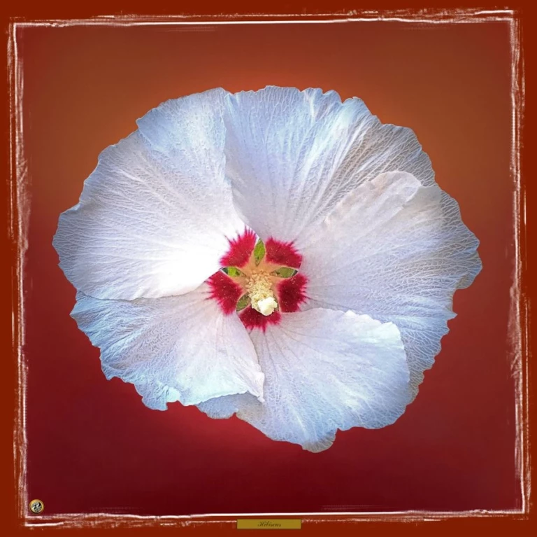 Hibiscus blanc2
