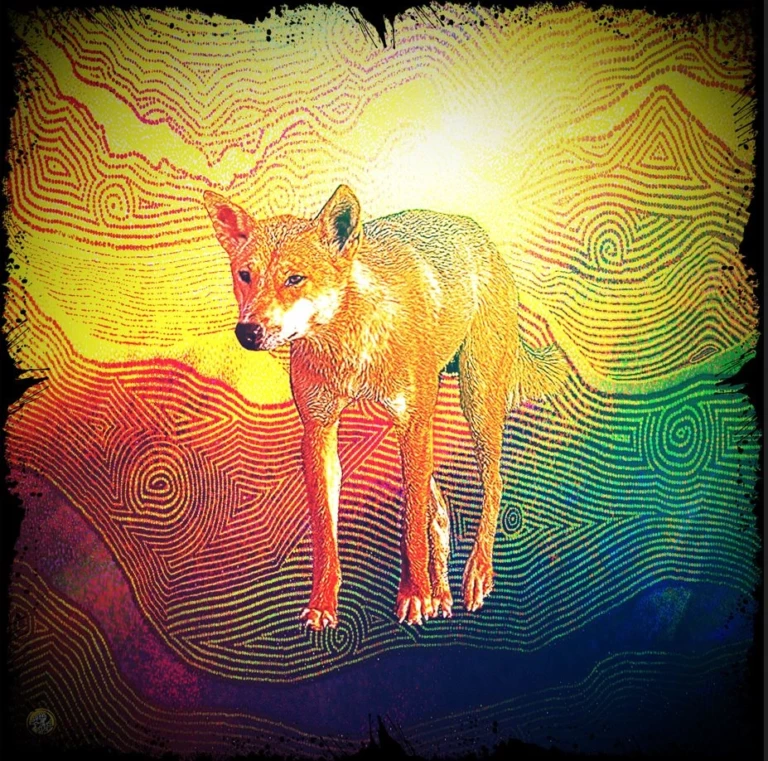 Dingo