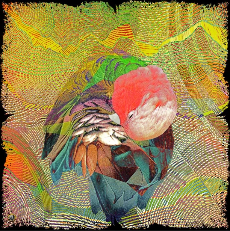Galah
