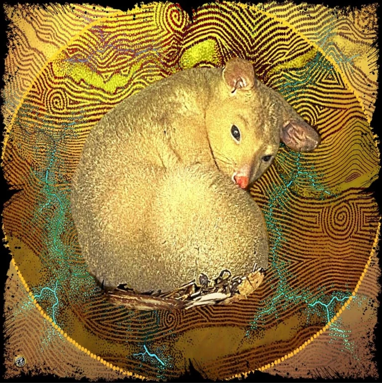 Possum